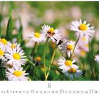 6, Casares Edition. Gänseblümchen mit gelben Zentren, grüner Hintergrund, grazil und lebendig.