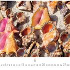 Muscheln am Strand. Datum: 6. Casares Edition. Verschiedene Muscheln in Sand.