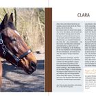 Links „Augen auf beim Pferdekauf“. Eine braune Hannoveraner-Stute mit Halfter, Bäume im Hintergrund.