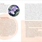 „Wer bin ich für dich, du junger Mensch?“, fragt eine Fichte [...] — Ingrid Miklitz  
Pädagogische Fachkräfte als Vorbilder [...]  
Warum Waldtage allein noch nicht achtsam machen  

Zwei Buchseiten mit Text über Natur und Erziehung.