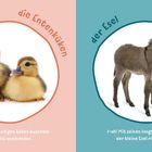 Zwei Bilder: Links "die Entenküken", zwei kuschelnde Küken. Rechts "der Esel", ein kleiner Esel mit langen Ohren.