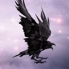 "Herbert" in lila Schrift. Illustration eines schwarzen Raben im Flug mit schimmernden Flügeln vor pastellfarbenem Hintergrund.