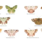 „Geometridae“, „Herchroma baribonana“, „Epipsestis rufilunata“, acht Motten in verschiedenen Farben auf weißem Hintergrund.