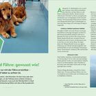 "Mit Hund und Fähre: gewusst wie! Viele Ziele sind nur mit der Fähre erreichbar – worauf dabei zu achten ist." Zwei Hunde auf Deck.