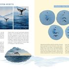 "WEITER GEHT'S", "VÖGEL IM DETAIL". Links: Illustrationen einer Walflosse. Rechts: fünf blau umrandete Vogel-Skizzen.