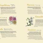 Ringelblume, Nelke, Kamille, Narzisse, Gänseblümchen, Gardenie. Pflanzentipps und magische Bedeutungen zu jeder Pflanze.