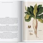 Links Text über die Pflanze Mandrake, rechts eine botanische Illustration mit großem Blattwerk und einer Wurzel.
