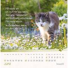 Text: „Für heute will ich mich für das Glück, die Liebe, Dankbarkeit und Hoffnung entscheiden. Für heute will ich zufrieden sein mit dem, was ist.“ Doro Zachmann. Juni-Kalender mit einer Katze auf einer Blumenwiese.