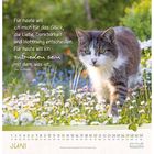 Spruch: "Für heute will ich mich für das Glück, die Liebe, Dankbarkeit und Hoffnung entscheiden. Für heute will ich zufrieden sein mit dem, was ist." Doro Zachmann. Darunter der Juni-Kalender. Katze in Blumenwiese.