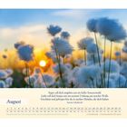 August, Zitat von Susanne Schutzkowski über Segen, Liebe und Geborgenheit. Wiese mit weißen Blumen vor Sonnenuntergang.