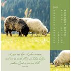 Juni-Kalender mit Schafen auf einer Wiese. Zitat: "Lasst uns dem Leben trauen... Gott es mit uns lebt." - Alfred Delp.