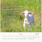 Ein Zitat von Matthias Ruhnke über Neugier und Gott. Unten ein Kalender für Juni 2027. Ein Lamm steht auf einer Wiese.