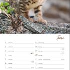 Kalenderblatt für Juni mit Wochentagen. Oberhalb ist ein Kätzchen auf einem Baumstamm vor unscharfem Hintergrund.