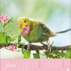 Kalenderblatt für Juni, mit einem Wellensittich auf einem Ast, der rosa Blüten im Schnabel hält.
