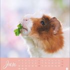 Kalenderseite „Jun“ mit Monatsübersicht. Ein Meerschweinchen isst Petersilie vor verschwommenem Hintergrund.