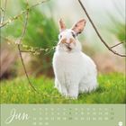 Kalenderblatt mit „Jun“ in Handschrift. Ein weißer Hase sitzt im Gras und knabbert an einem Zweig.