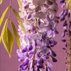 Text: „Wisteria“, „Blauregen“, Kalender für Juni. Lila Blüten und grüne Blätter vor violettem Hintergrund.
