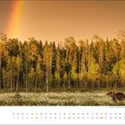 "Juni, Braubärin in Suomussalmi, Finnland. Wald, Wiese mit Blumen und Regenbogen im Hintergrund, Kalender."