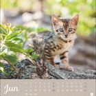 Kalender für Juni, auf einem Baumstamm liegt ein junges, geflecktes Kätzchen mit großen, neugierigen Augen.