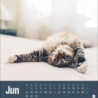 Kalenderblatt für Juni. Eine Katze liegt entspannt auf einem Bett, die Beine ausgestreckt.