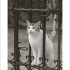 06; Kalenderblatt mit einer Katze, die zwischen einem verzierten Eisenzaun steht. Schwarz-weiß gehalten.