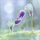 "Juni, 21. Sommersond.*kalender mit lila Blumen, Marienkäfer auf einer Blüte, weicher Hintergrund, sanfter Regen."