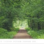 Text: Juni. Ein Waldweg, umrahmt von dichten, grünen Bäumen, führt in die Tiefe des Waldes. Unten ist ein Kalender zu sehen.