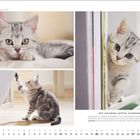BRITISCH KURZHAAR, SILVER TABBY. Kätzchen spielt und schaut neugierig aus Regal. Juni-Kalenderblatt unten.