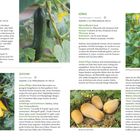 Seite 104: Infos über Gurken, Zucchini, Kürbis. Anbau, Pflege, Ernte, Sorten. Bilder von Gemüse, darunter Zucchini und Kürbisse.