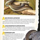 "DEN RÜCKZUG ANTRETEN", "LIEBLINGSSPEISE KLIPPSCHLIEFER", "SCHMERZEN ADE!" Zwei Fotos von schwarzen Mambas, eine auf Holz, eine auf Felsen.