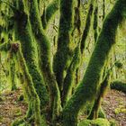 Kalenderblatt für Juni 2021. Üppige, mit Moos bedeckte Bäume. Große grüne Zahl "6" links unten.