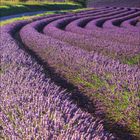 Kalenderseite für Juni 2027 mit blühendem Lavendelfeld unter blauem Himmel und Bergen im Hintergrund.