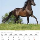 Kalenderblatt Juni 2027. Ein braunes Pferd galoppiert über eine grüne Wiese unter einem blauen Himmel.