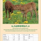 Wettervorhersage: Schön bis 4., Nebel 5., Regen 6. Schön, dann wenig Regen 27.-29., Regen 30. Juni 2027. Zwei Kälber auf Wiese.