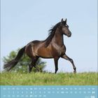 Kalender Juni 2027. Ein dunkles Pferd galoppiert auf einer grünen Wiese unter klarem Himmel.