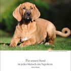 „Für seinen Hund ist jeder Mensch ein Napoleon.“ - Aldous Huxley. Ein Welpe liegt auf grünem Gras.