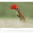 Kalenderseite für Juni 2023. Ein Erdhörnchen riecht an einer roten Mohnblume. Datum 6 unten links.