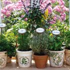 Töpfe mit Schildern: Salbei, Majoran, Dill, Thymian, Basilikum, Petersilie. Verschiedene Kräuter vor rosafarbener Blumenwand.