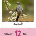 Mittwoch, 12. Mai. "Kuckuck" unter einem Vogel auf blühendem Zweig.