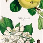 "Pyrus Malus, Fam. Rosaceae" in der Mitte, ein Apfelzweig mit Blüten und Früchten, unten ein Kalender für Juni 2021.