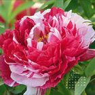 "Juni" steht neben einem Kalender. Nahaufnahme einer großen, rot-weißen Blume mit grünen Blättern im Hintergrund.