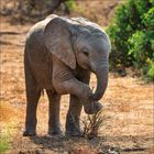 Kein Text vorhanden. Ein Elefantenjunges steht auf trockenem Boden und hält mit dem Rüssel einen kleinen Busch.