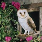 Eine Schleiereule sitzt auf einem Holzbrett, umgeben von rosa Blüten und grünen Blättern.