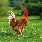 Ein weißes Huhn mit auffälliger Kopffeder steht in üppigem grünen Gebüsch.