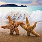 Zwei Seesterne liegen am Strand, dahinter brandet eine Welle an, im Hintergrund ist das Meer zu sehen.