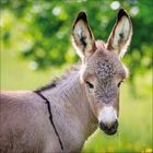 Zwei Esel, ein ausgewachsener und ein Fohlen, berühren sanft ihre Nasen auf einer grünen Wiese mit Wald im Hintergrund.