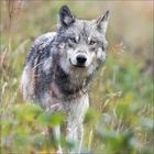 Drei Wölfe stehen nebeneinander und blicken aufmerksam in die gleiche Richtung. Ihr Fell ist grau-braun und dicht.