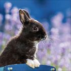 Ein schwarzes Kaninchen mit weißem Fleck schaut nach rechts, sitzt auf etwas Blauem. Hintergrund: lila Blumen.