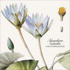 "Nymphaea caerulea, Fam. Nymphaeaceae." Illustration von blauen Seerosen mit botanischen Details.