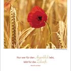 “Nur wer für den Augenblick lebt, lebt für die Zukunft.” Heinrich von Kleist. Eine rote Mohnblume im Getreidefeld. Juni 2027.